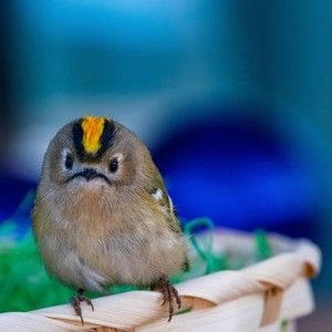 Meet your Posher, Nancy